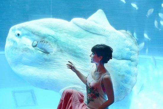 Acuario de Yokohama Omoshiro